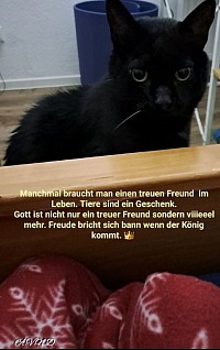 Ein treuer Freund